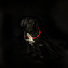 Trixie Collar USB Flash Flash Luminoso TPU Red