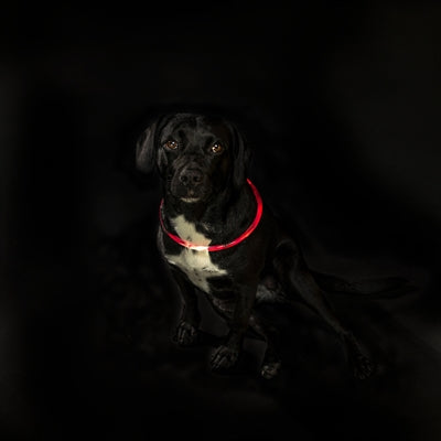Trixie Collar USB Flash Flash Luminoso TPU Red