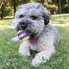 Kong Crunchair tennisballen