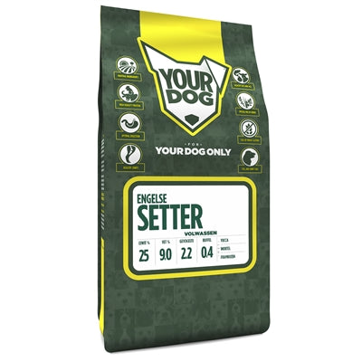 Yourdog Inglés Setter maduro