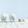 Postal 141: osos polares en la nieve