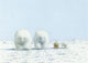 Postal 141: osos polares en la nieve