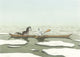 Postal 268: osito polar y n