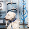 Trixie Dog Leash Cavo Indigo Royal Blue