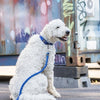 Trixie Dog Leash Cavo Indigo Royal Blue