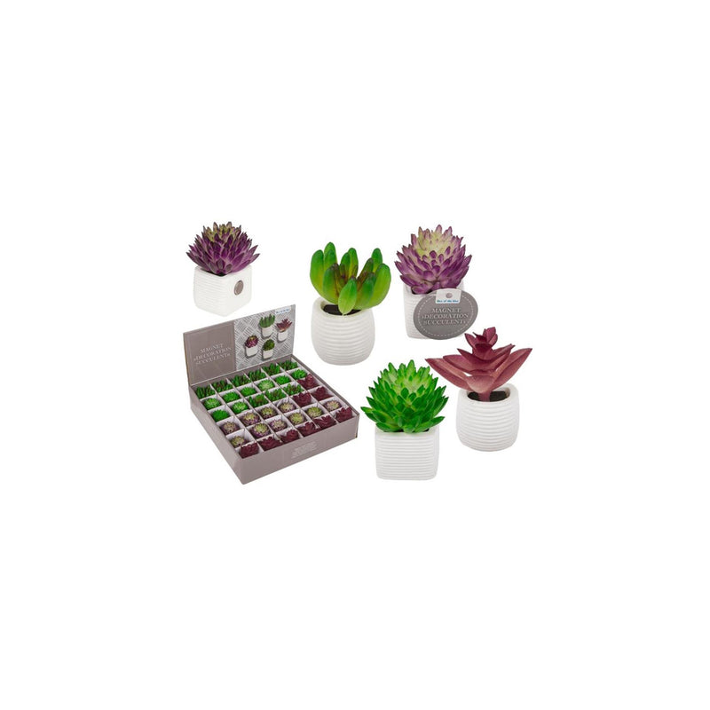 Ootb calamita pianta succulenta in vaso 3x5cm