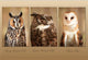 Postal 3d búho 11x16 cm (25 uds)