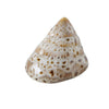Boltze home deco shell 7x6x4cm