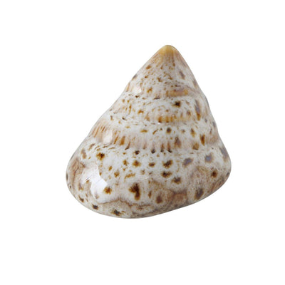 Boltze home deco shell 7x6x4cm