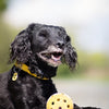 Trixie Gatenbal Goma natural con campana para perros ciegos o discapacitados