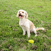Feliz mascota grrrelli suave tirón amarillo