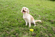 Happy pet grrrelli soft tugger geel - afbeelding 2