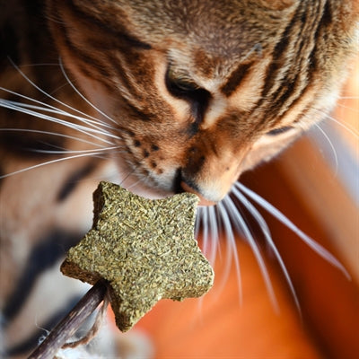 Croci Euphoria Stick Catnip Star con piume