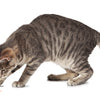 Petsafe Multi-laser