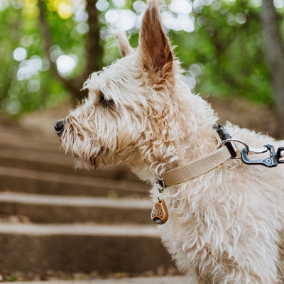 Eco Teek senza ticchetta e difesa VLO per cani e gatto marrone