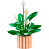 Lego the botanical collection - lepelplant constructiespeelgoed (11504)