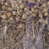 Excelente flores de maíz de heno de especias y hoja de abedul