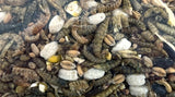 Utopía strooivoos con insectos - afbeelding 2