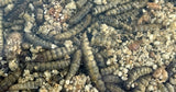 Utopía Roodborst Merel Winter King Mix - afbeelding 2