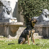 Morso Dog correa para perro ajustable de metal reciclado dog marrón marrón