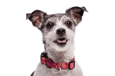 Morso collar perro reciclado rosa piensa rosa