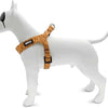 Morso Mini Dog Harder Ajustable Jungle Drum Tamble Orange
