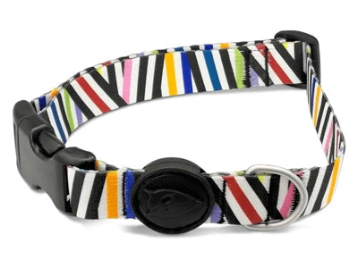 Morso Collar Dog ha riciclato incidente di spaghetti