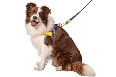 Moro Norwegian Dog Harvest riciclato invasori di colore viola