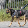 Morso Dog Belt Flow de potencia reciclado ajustable Negro