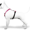MORSE CARCHIO DOGE H-HE COMPLEGGIO RICHILED LEO PINK
