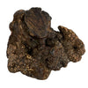 Cane woodzzz masticare radice con olio d'oliva