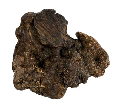 Cane woodzzz masticare radice con olio d'oliva