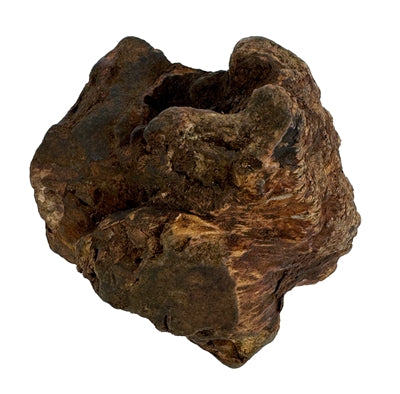 Dog Woodzzz Raíz de masticación con aceite de oliva