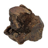 Cane woodzzz masticare radice con olio d'oliva
