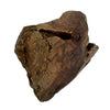 Cane woodzzz masticare radice con olio d'oliva