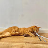 Martin kattenspeelgoed estelle kussen met catnip gerecycled assorti
