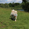 Happy pet migrator pluche wilde eend