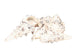 Hbx conchiglie viventi naturali cerethium nodolosum 500gr