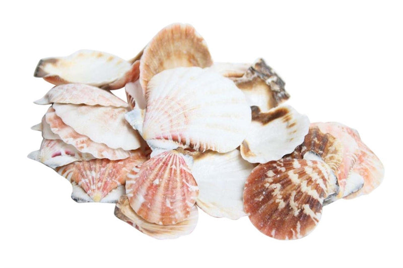 Hbx conchas vivas naturales pecten vexillum 500gr