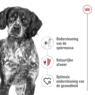 Canino reale canino medio adulto