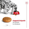 Canino reale canino medio adulto