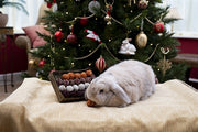 Cupido Comet Avvent Gift 'N' Forage Truffle Scale - afbeelding 2