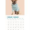 kalender chihuahua studio 2025