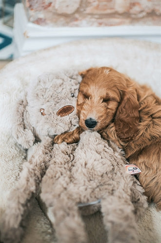 Il mio cane il mio cane cane peluche marrone