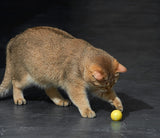 Eti dynamic toy cat assorted - afbeelding 3