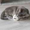 Trixie Beer con Catnip Plush Surti