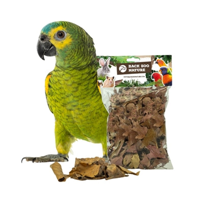Volver descubrimiento de la naturaleza del zoológico hojas