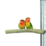 Volver zoológico naturaleza java perca - afbeelding 3