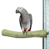 Back zoo nature java perch