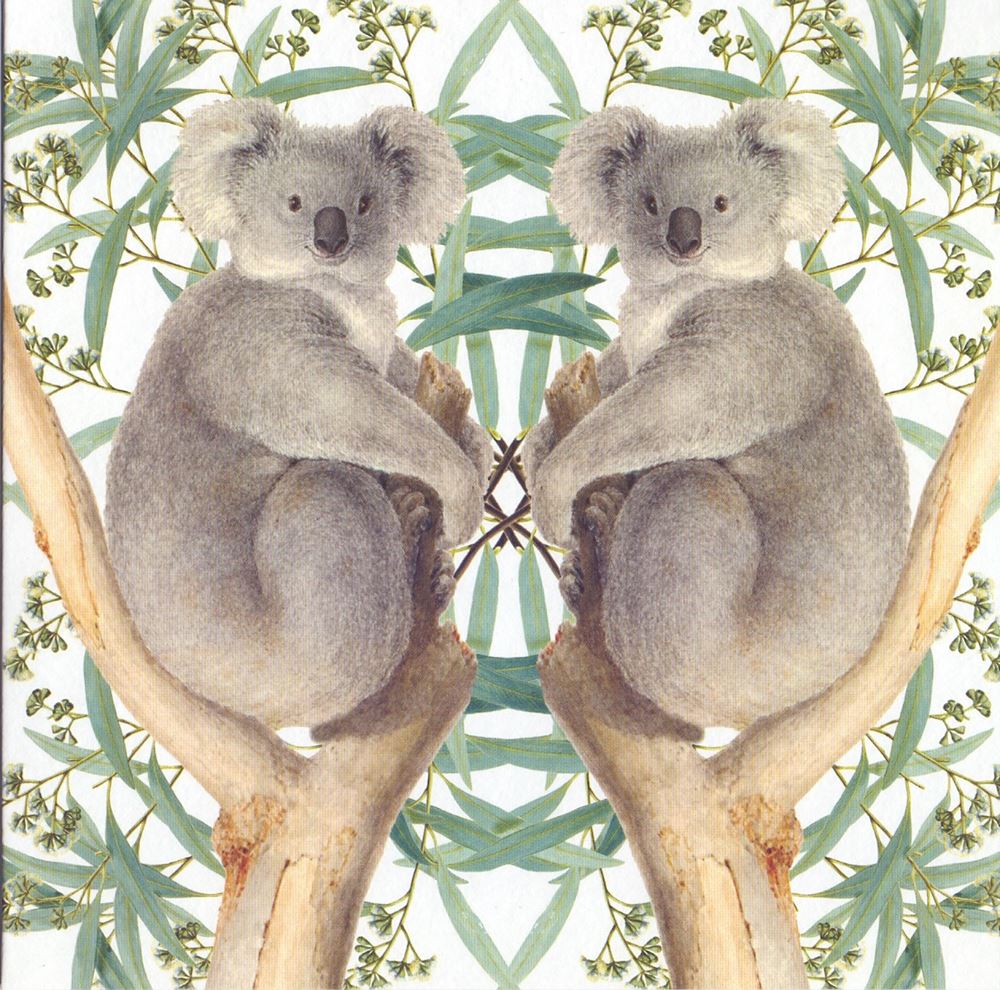 Tarjeta+sobre osos koala. 16x16cm